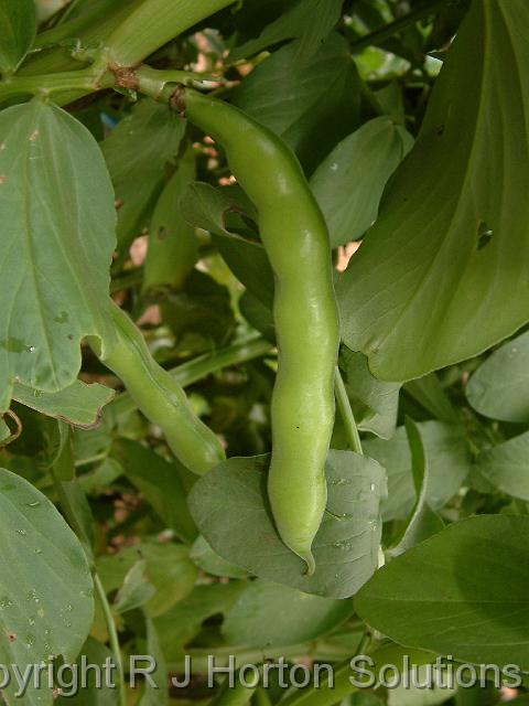 Braod bean pod_2